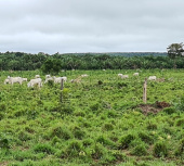 Fazendas para vender no Maranhão - região Caxias. Vendemos a sua também, consulte-nos.