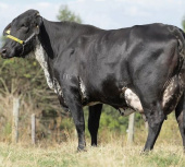 Fazenda pecuária leiteira a venda no Ceará.