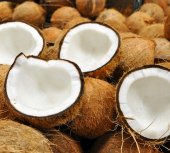 Fazenda produtora de cocos para vender no Ceará.