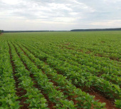 Avaliação de Fazendas: Minas Gerais, Mato Grosso, Goiás, Tocantins, Bahia, Pará, Mato Grosso Sul