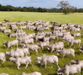 Avaliação de Fazendas no Paraná, Rio Grande do Sul, São Paulo, Espírito Santo, Santa Catarina etc