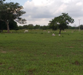 Fazenda para vender no Sul do Maranhão