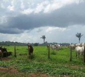 Fazenda para vender em Humaitá - Amazonas