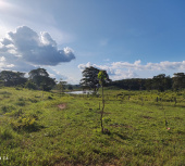 Fazenda para pecuária ou lavoura para venda em Codó - Maranhão