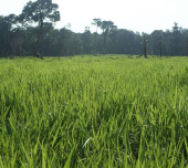Fazenda para pecuária a venda no município de Riachão-MA.